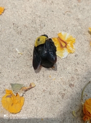 Xylocopa pubescens
