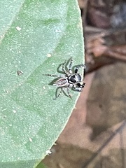 Kalcerrytus