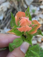 Castilleja nelsonii