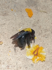 Xylocopa pubescens