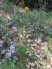 Castilleja nelsonii