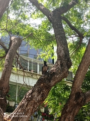 Corvus cornix