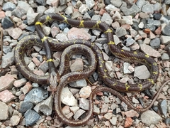 Lycodon subannulatus