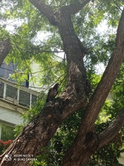 Corvus cornix