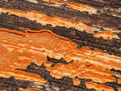 Gloeoporellus merulinus