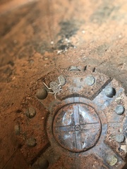 Peltasticus punctatus