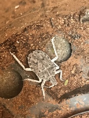 Peltasticus punctatus