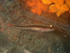 Gobius vittatus