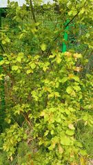 Salix pyrolifolia