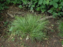 Carex remota