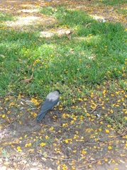 Corvus cornix