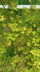 Salix pyrolifolia