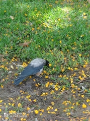 Corvus cornix