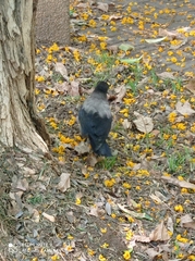 Corvus cornix