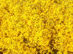 Cytisus oromediterraneus