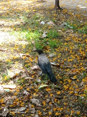 Corvus cornix