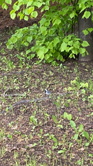Motacilla alba