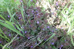 Glechoma hederacea