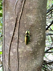 Campsosternus auratus