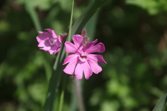 Silene dioica