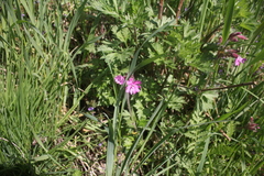 Silene dioica