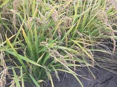 Oryza sativa