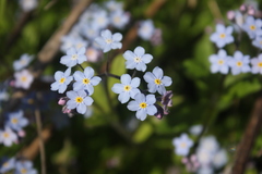 Myosotis