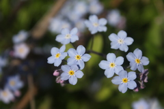 Myosotis
