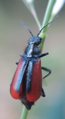 Malachius rubidus