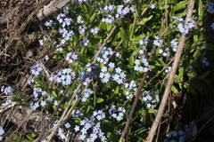 Myosotis