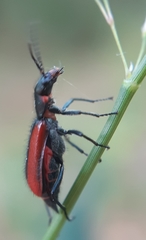 Malachius rubidus