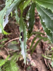 Erasmia pulchella