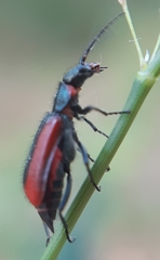 Malachius rubidus