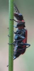 Malachius rubidus