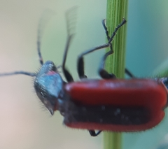 Malachius rubidus