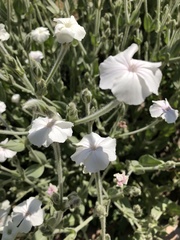 Magnoliopsida