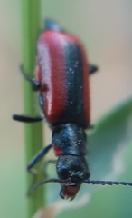 Malachius rubidus