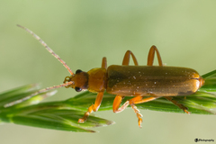Cantharis figurata