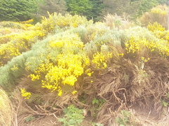 Cytisus oromediterraneus
