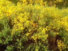 Cytisus oromediterraneus