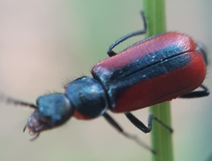 Malachius rubidus