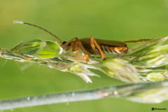Cantharis figurata