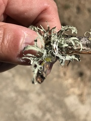 Ramalina leptocarpha