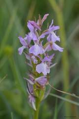 Dactylorhiza elata