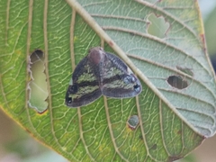 Parapiromis translucida