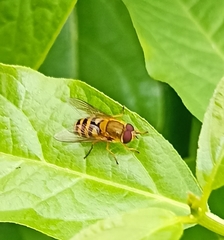 Epistrophe grossulariae