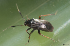 Plagiognathus arbustorum
