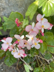 Begonia