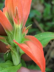 Castilleja nelsonii