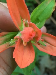 Castilleja nelsonii